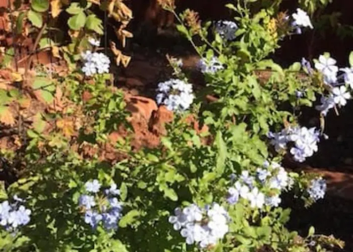 Hébergement de vacances Red Rock Escape - Cozy King Bed & Gardens, Trails, Views, Red Rock Pass